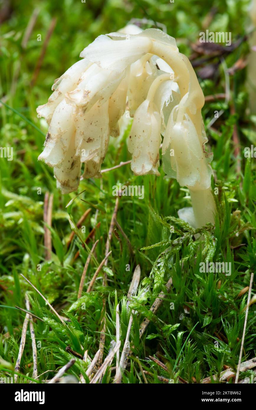 Parasitic plant without chlorophyll Pinesap (False beech-drops, Hypopitys monotropa) in a pine forest in Belarus, Europe Stock Photo