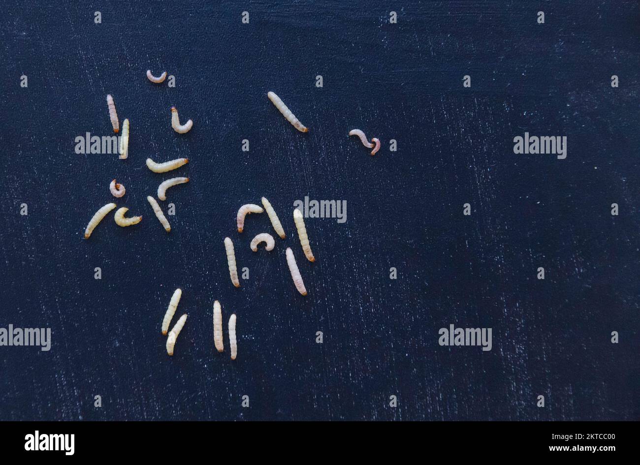 Worms on a black background. Place for text Stock Photo