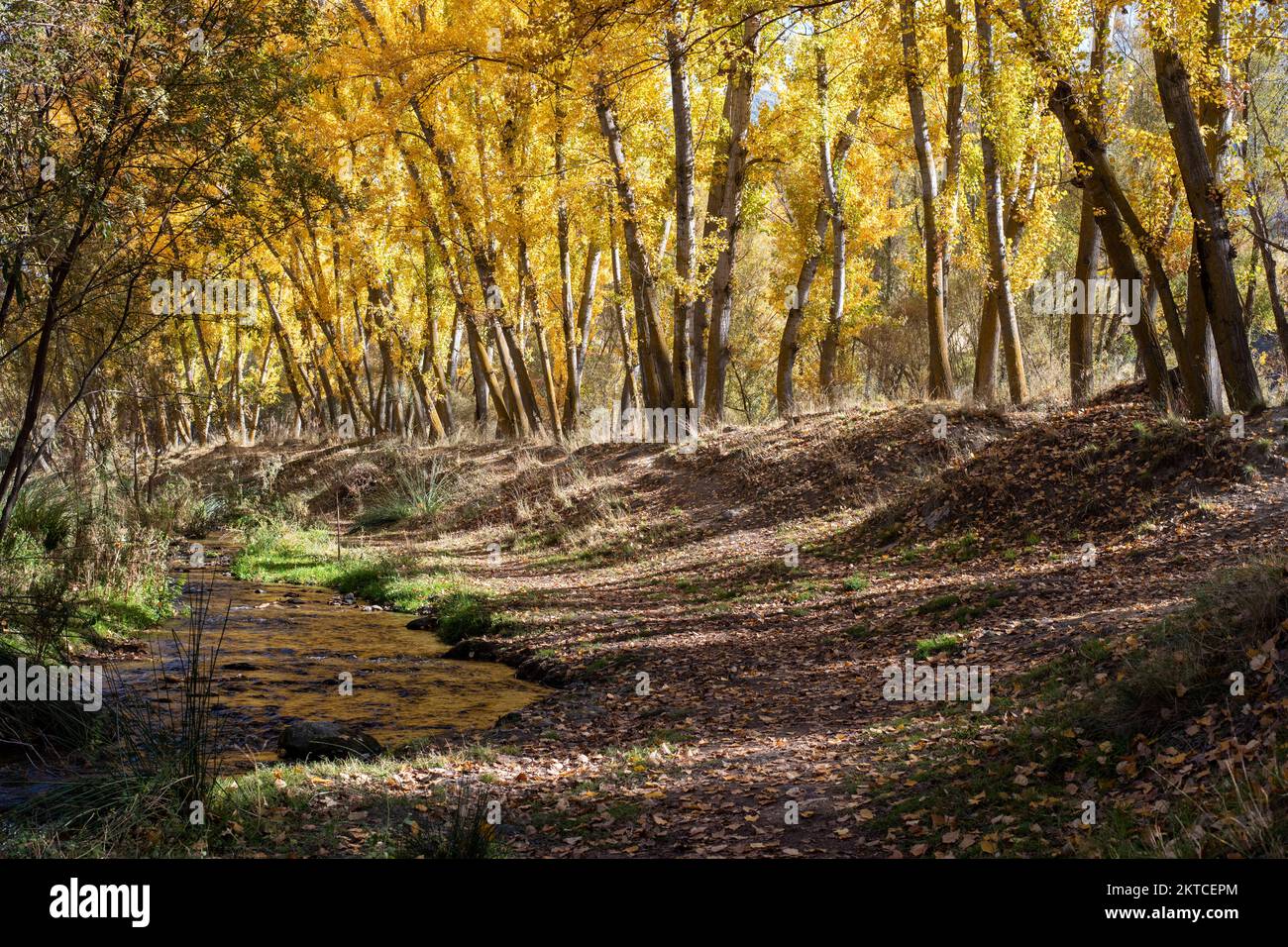 Arboles de roble hi-res stock photography and images - Alamy
