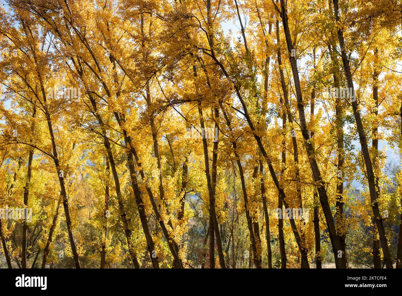 Paisaje otoñal, alameda en el mes de noviembre Stock Photo