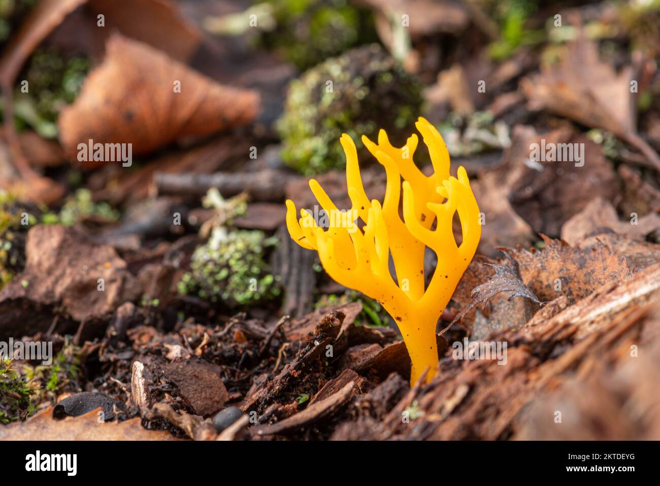 Yellow stagshorn fungi (Calocera viscosa), England, UK, during November or autumn Stock Photo
