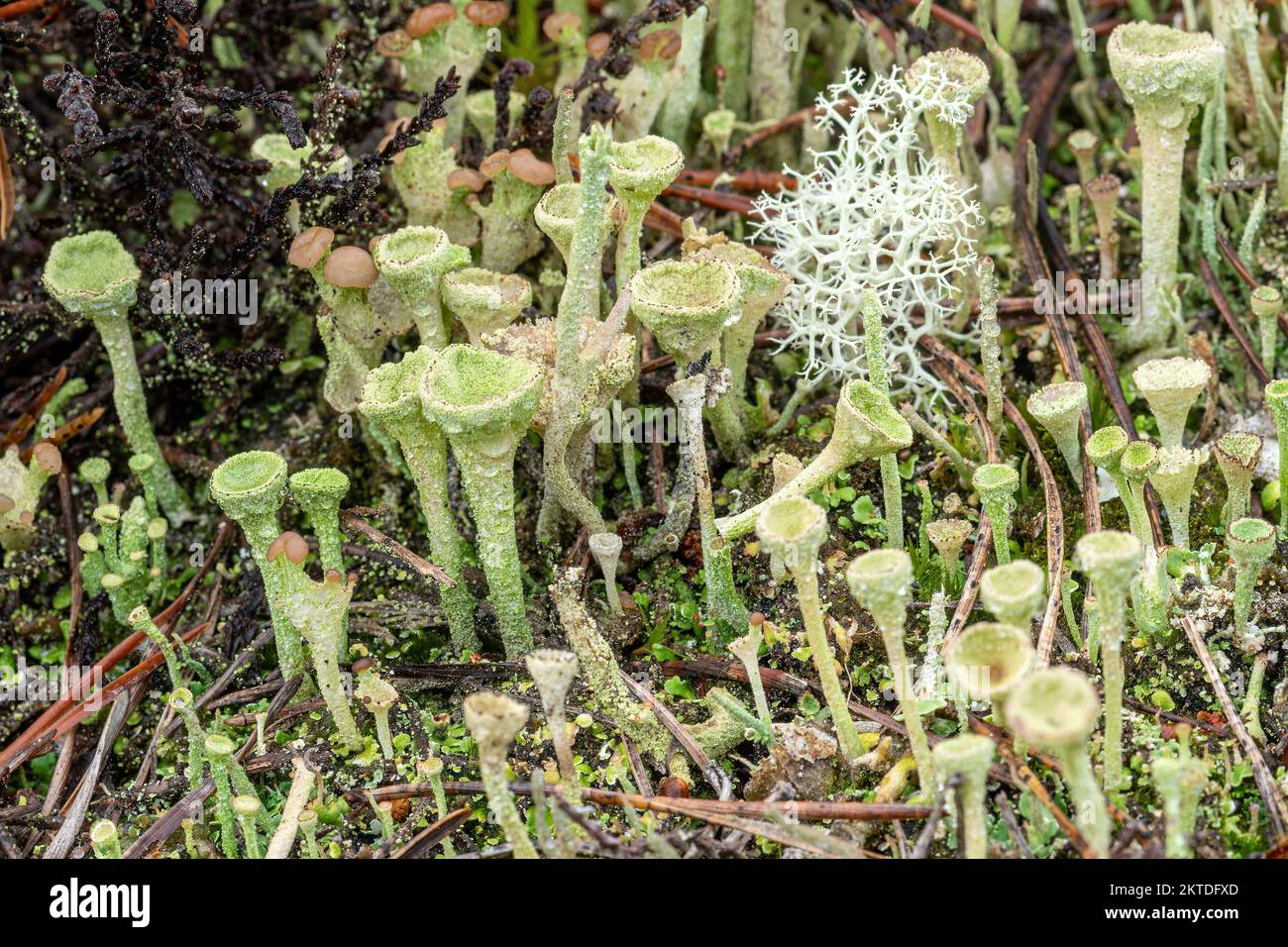 Lichen species Cladonia fimbriata (shaped like pixie cups or golf tees), Cladonia portensosa and Cladonia ramulosa on heathland, Surrey, England, UK Stock Photo