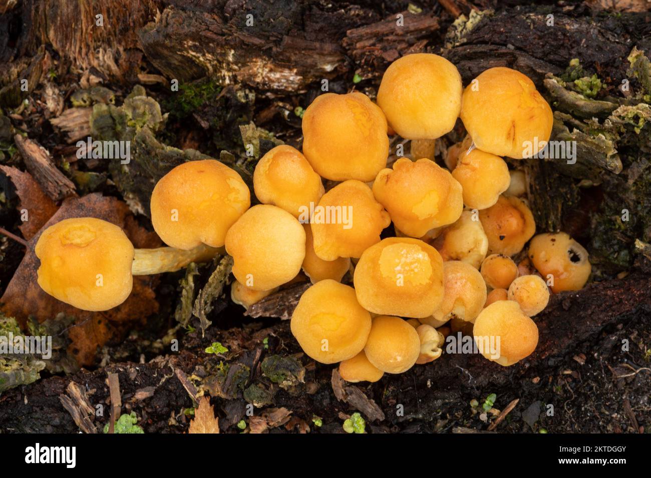 Hypholoma fasciculare, commonly known as the sulphur tuft fungi or toadstools, England, UK Stock Photo