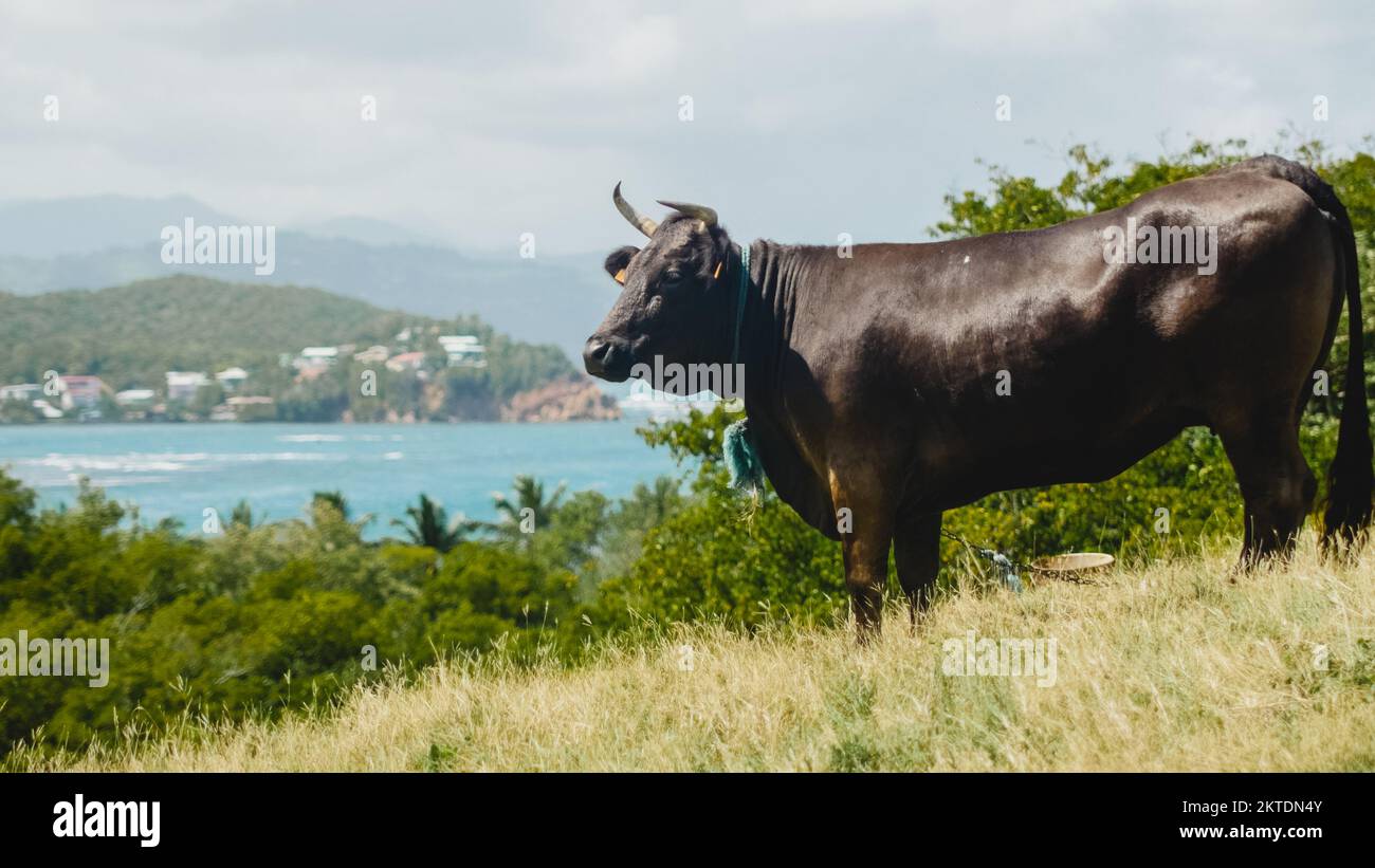 Massive bull on Caribbean hill (Martinique) Stock Photo