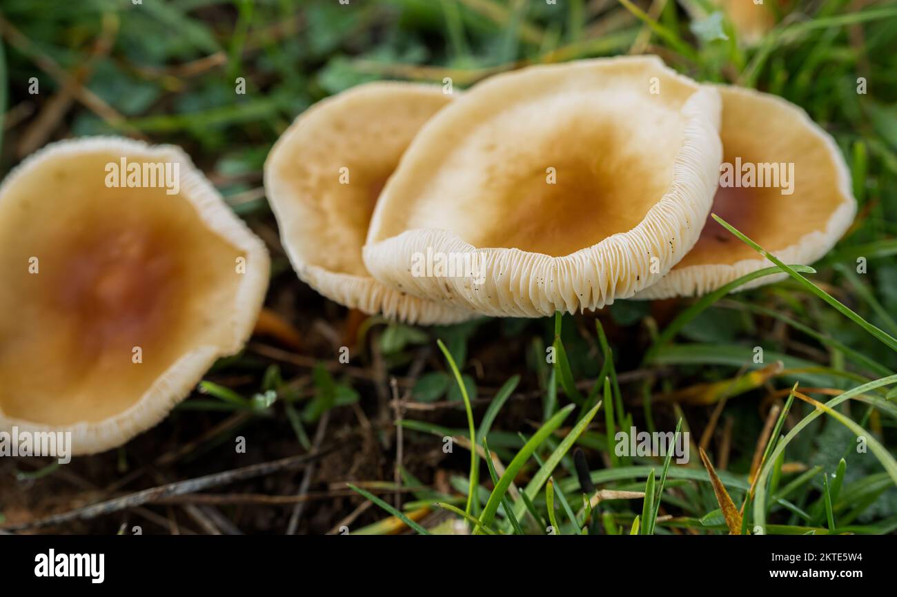 close up of Common Rustgill mushroom (Gymnopolis penetrans) Stock Photo