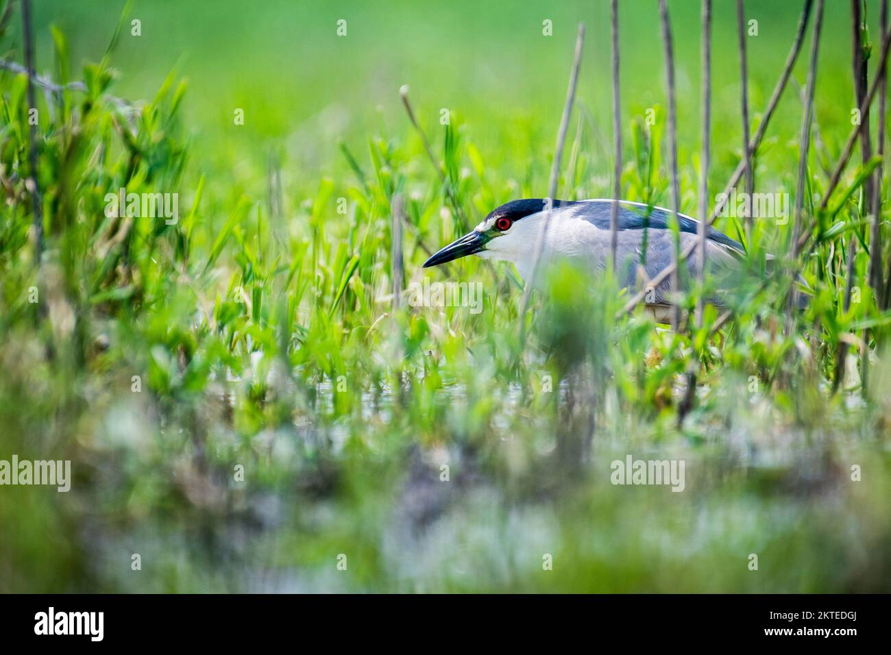 Black-crowned night heron hiding in the grass along the St. Lawrence River Stock Photo