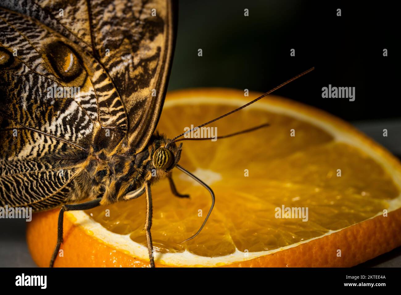 Brazilian owl butterfly feeding on an orange fruit in a vivarium. Stock Photo