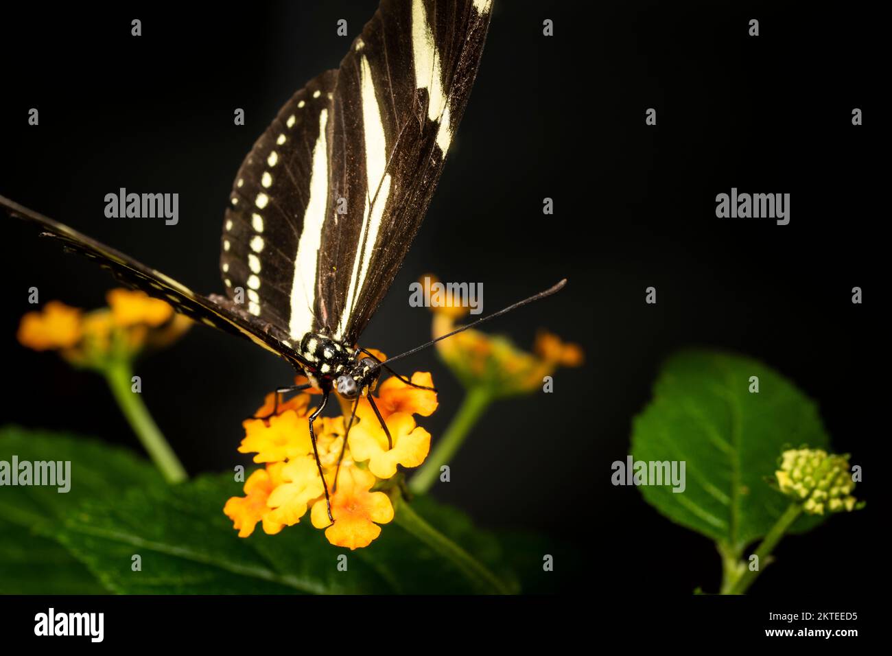 Zebra longing butterfly flying freely in a vivarium Stock Photo