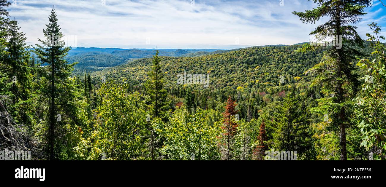 Panoramic view of beautiful forest landscape a national park. Stock Photo