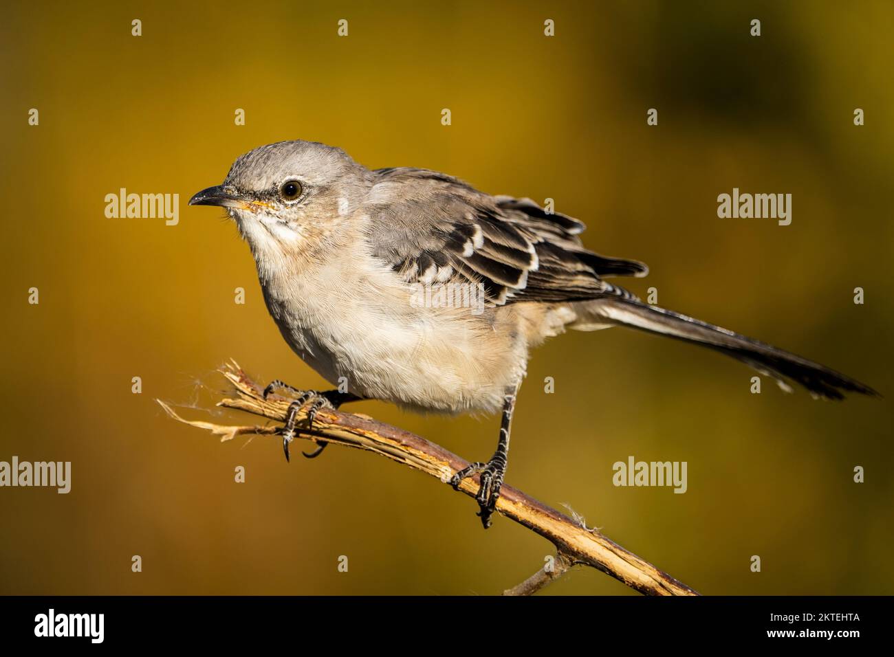 Perched mockingbird with an autumn color background. Stock Photo