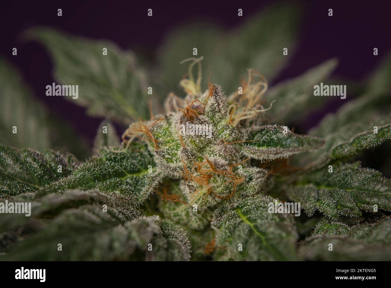 Mother of berries variety of marijuana with ripened bloom and dark violet backbround Stock Photo