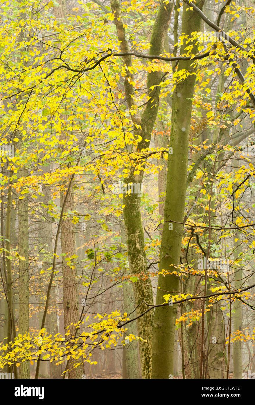 Woodland architecture , Misty woodland trees and leaves Stock Photo Alamy
