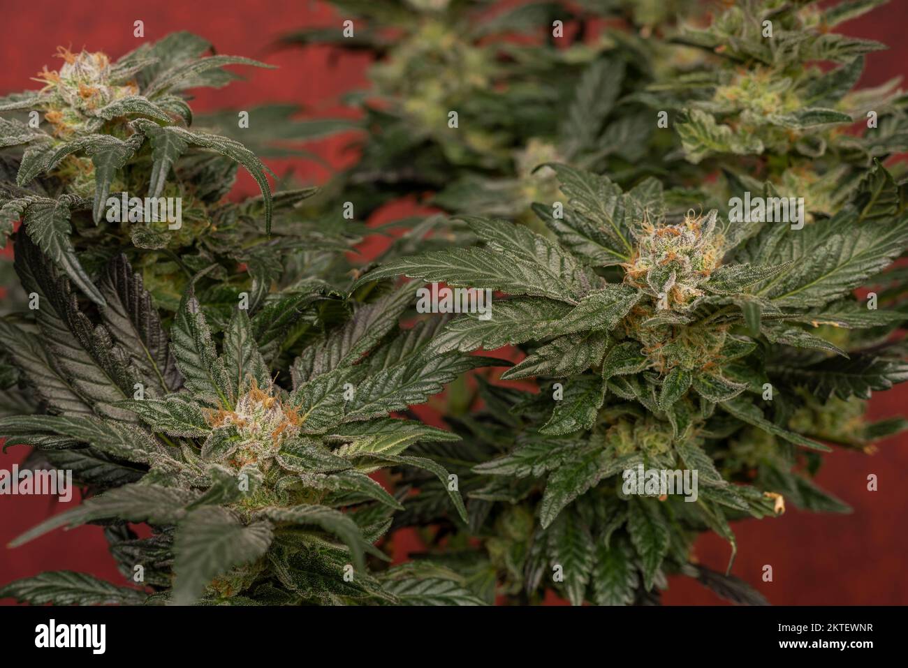 Mother of berries variety of marijuana with ripened bloom and dark red backbround Stock Photo