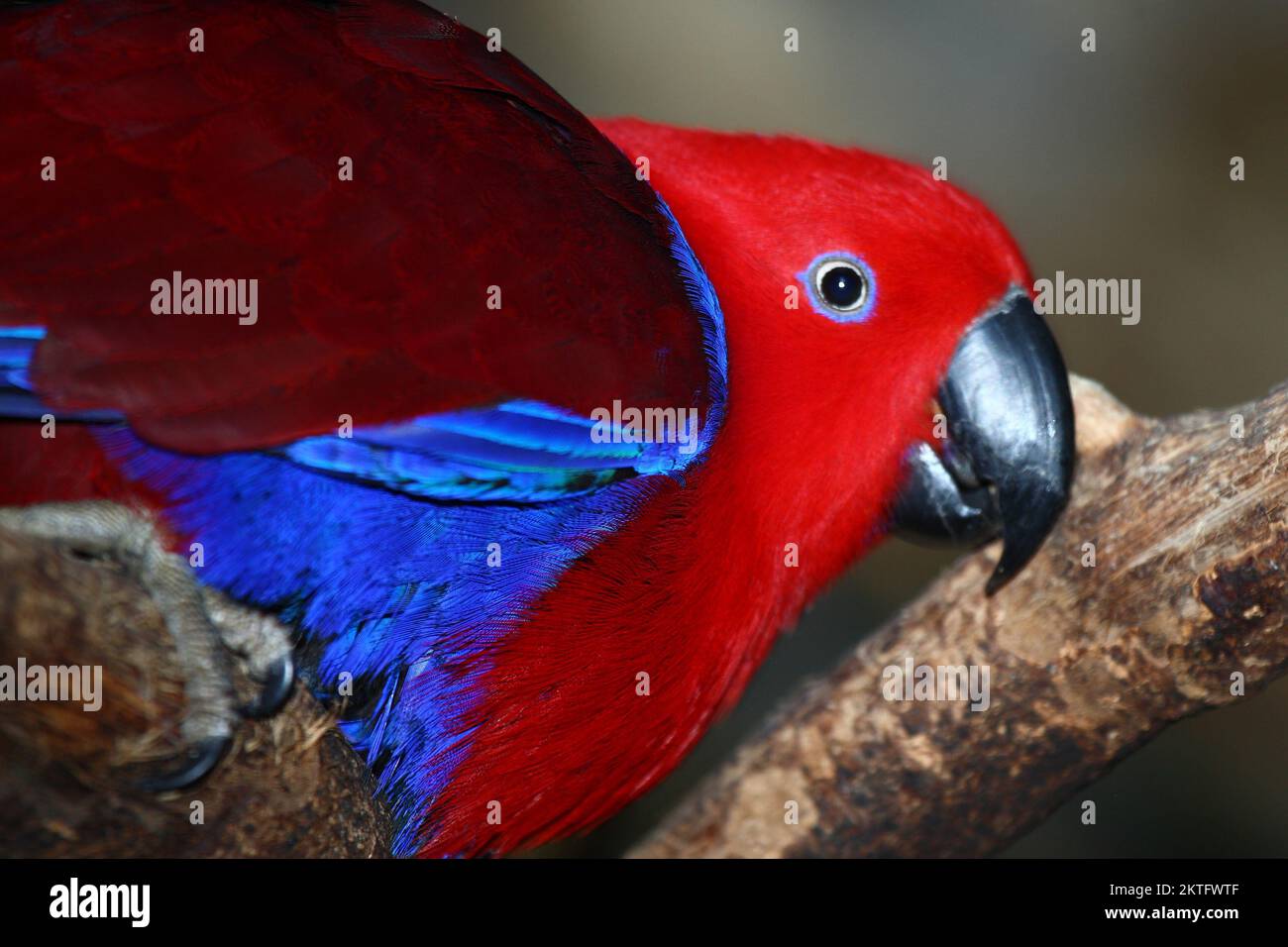 Edelpapagei / Eclectus parrot / Eclectus roratus Stock Photo Alamy