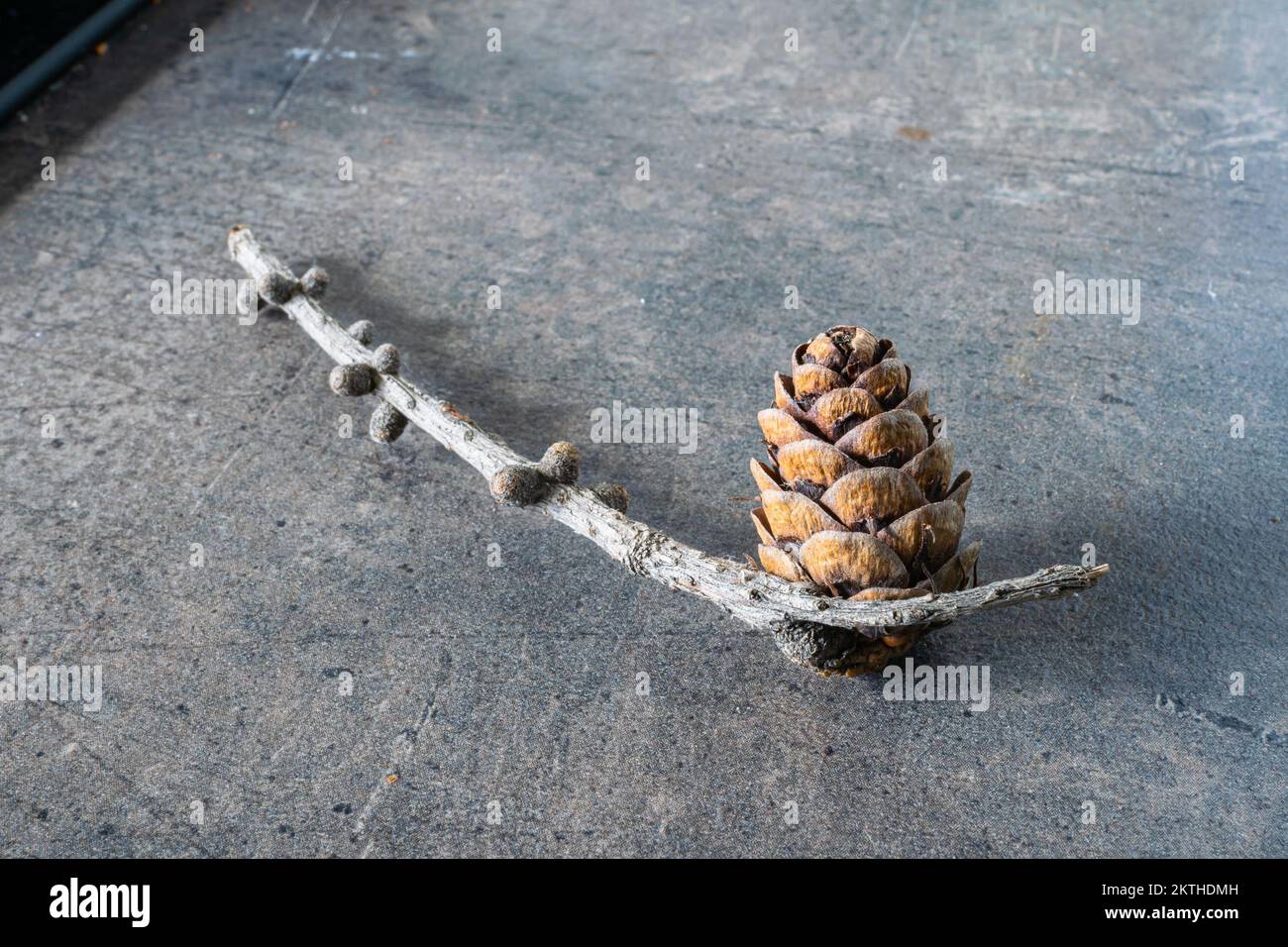 Larch cone on a small branch against textured background Stock Photo
