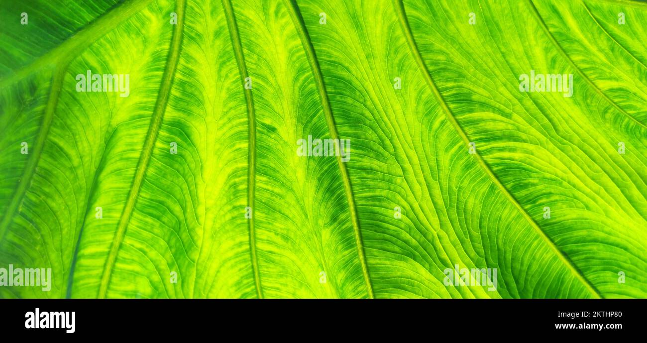 Texture of green leaf in background light. Flat exotic texture of plant, close-up. Horizontal frame, banner Stock Photo