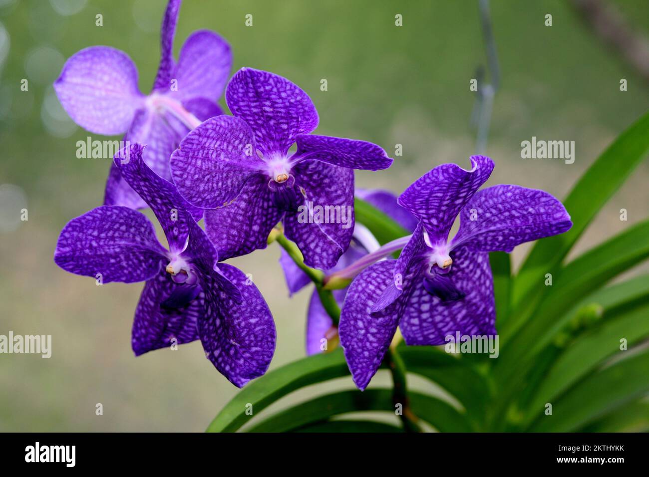 Blaue orchideen hires stock photography and images Alamy
