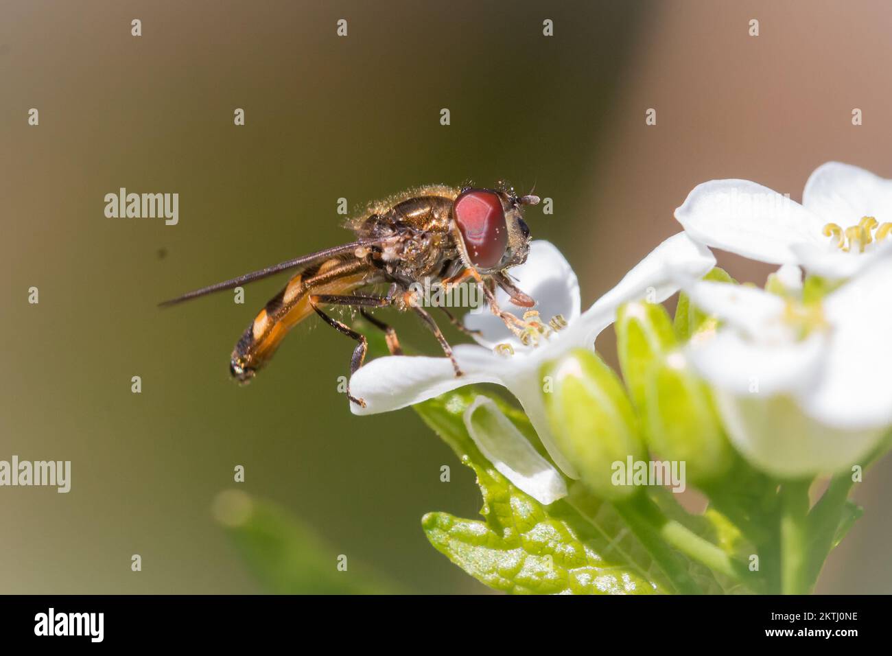 In the Somerset woodland a hoverfly (Platycheirus sp) feeds on a white flower. Photo taken at Aisholt Wood, Quantocks, West Somerset Stock Photo