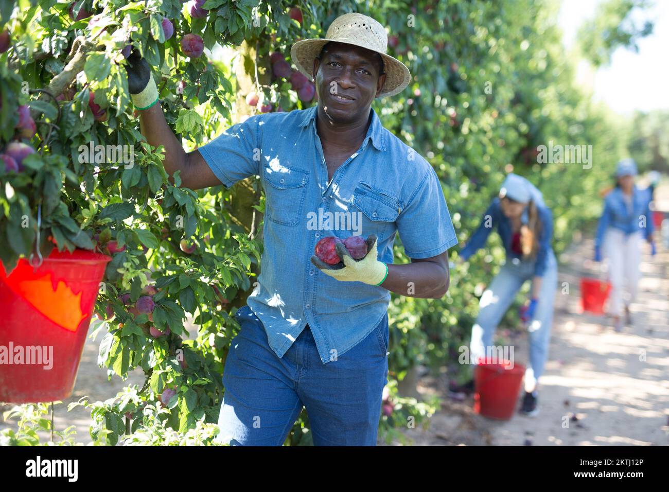 African male gardener picking plums from tree Stock Photo