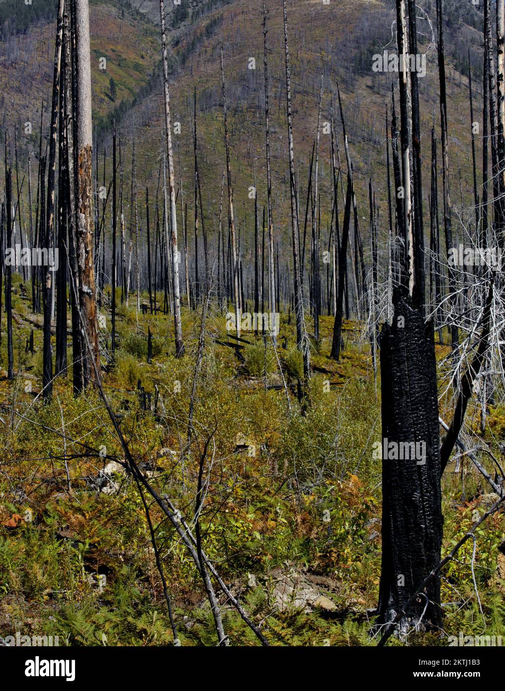 Burned forest area from 2003 and 2018 along North Lake McDonald Road in Glacier National Park, Montana, in American West. Stock Photo