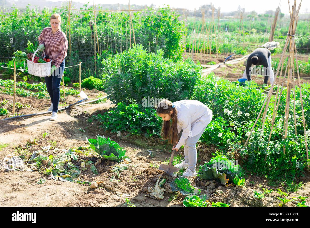 girl with shovel and her parents working in a garden Stock Photo - Alamy