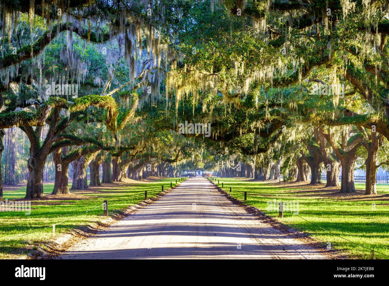 Live Oak Tree Alley with Spanish Moss, Charleston, South Carolina