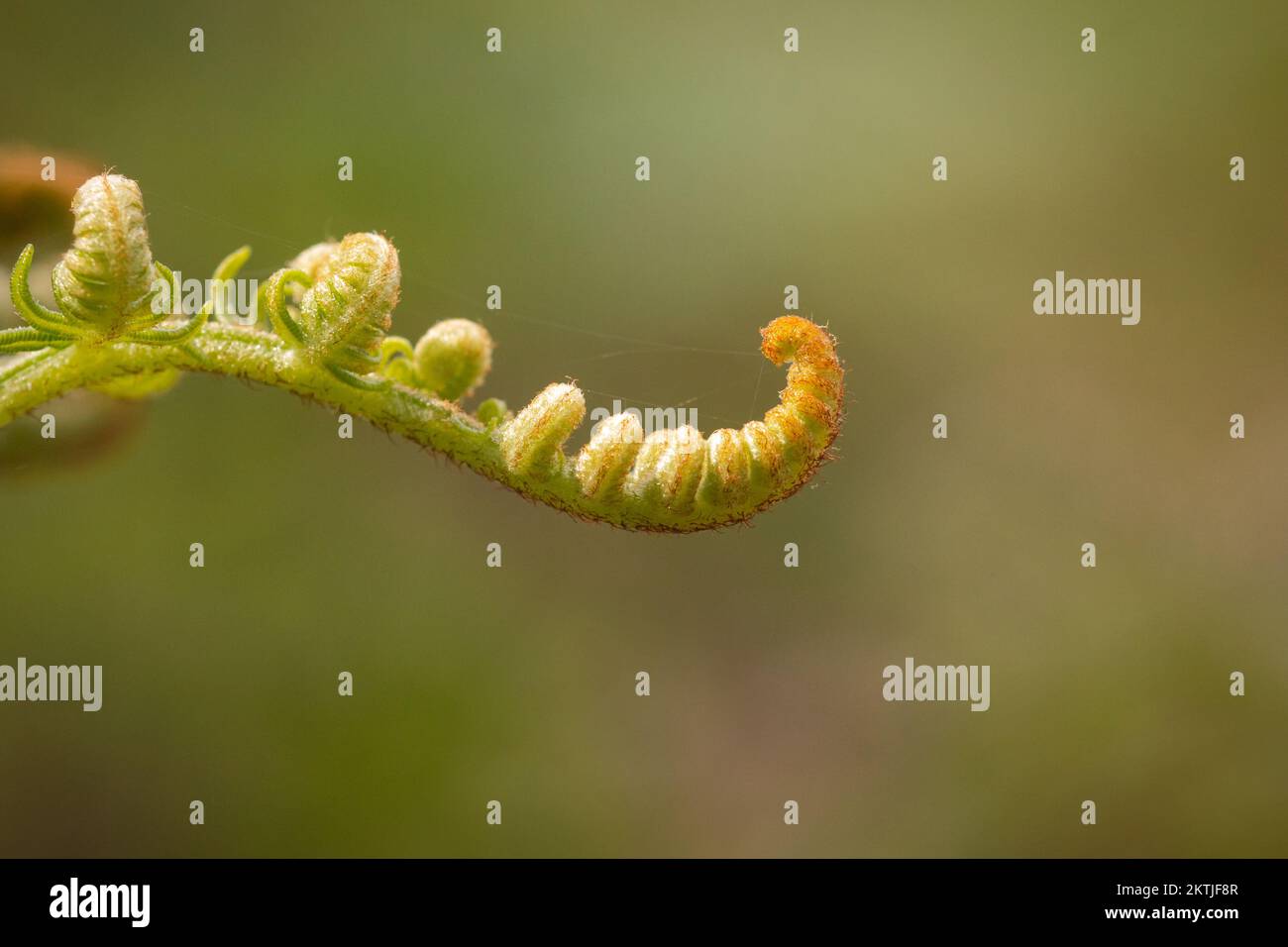 The young bracken leaf (Pteridium aquilinum) uncurls each frond on North Hill, Exmoor, West Somerset Stock Photo