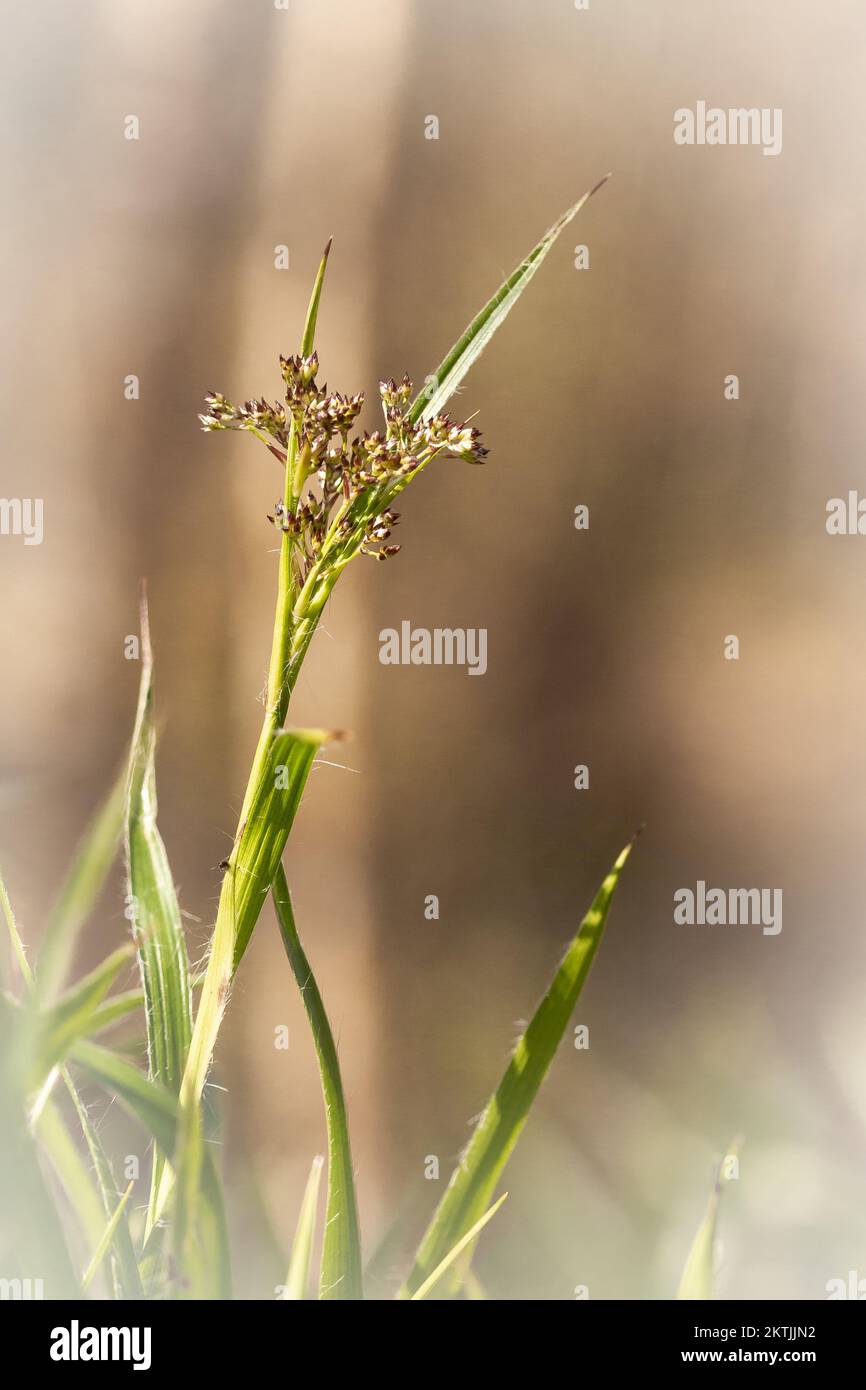 Close up of a rush (Luzula sp) growing in a Somerset woodland Stock Photo