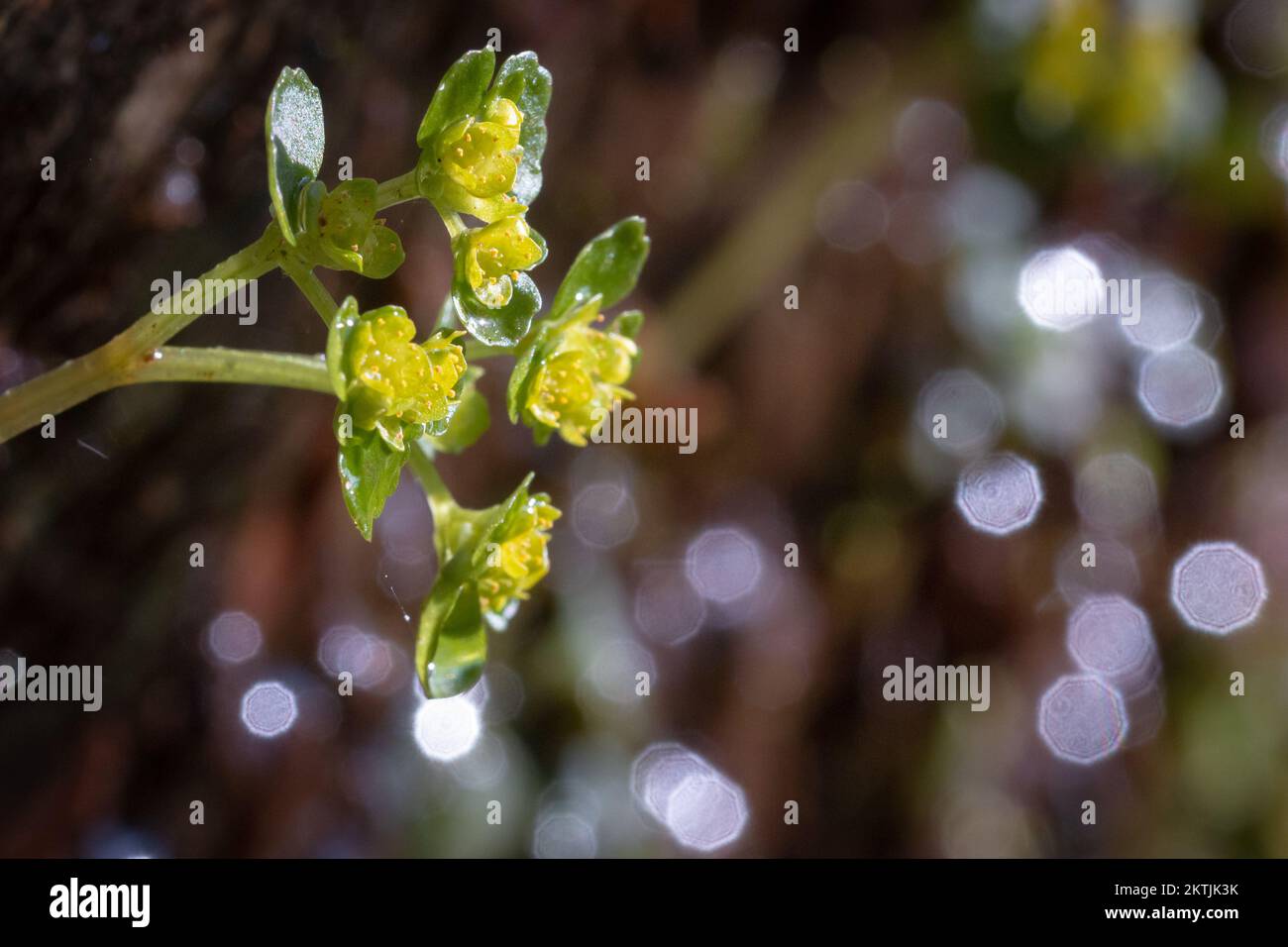 In the woodland at Tarr Steps the opposite leaved golden saxifrage (Chrysosplenium oppositifolium) grows in front of a waterfall connecting to the river Stock Photo