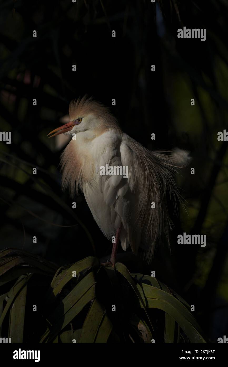 Natural elegance in portrait of Cattle Egret standing in breeding