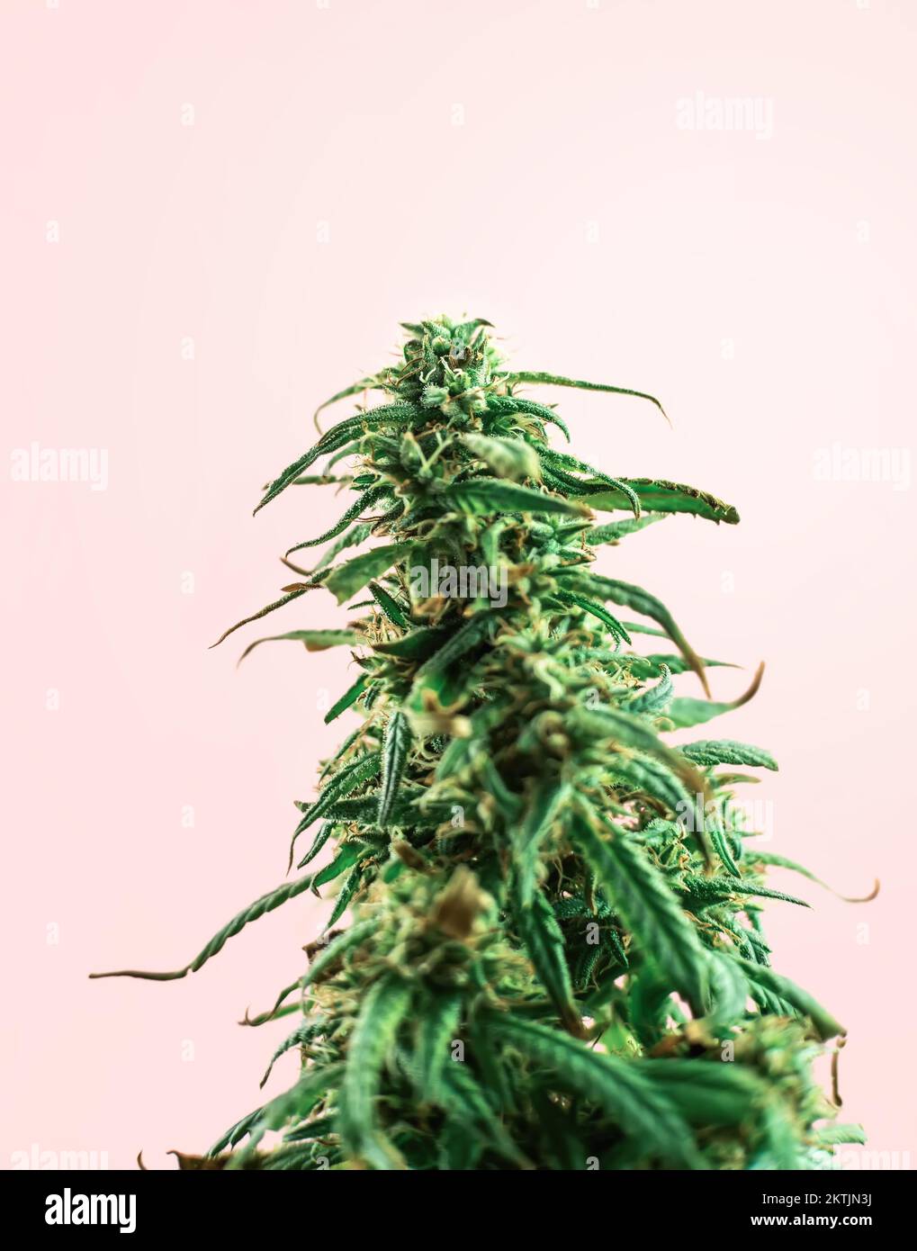 Indoor Cannabis plant, branch of marijuana on a pink background with copy space Stock Photo