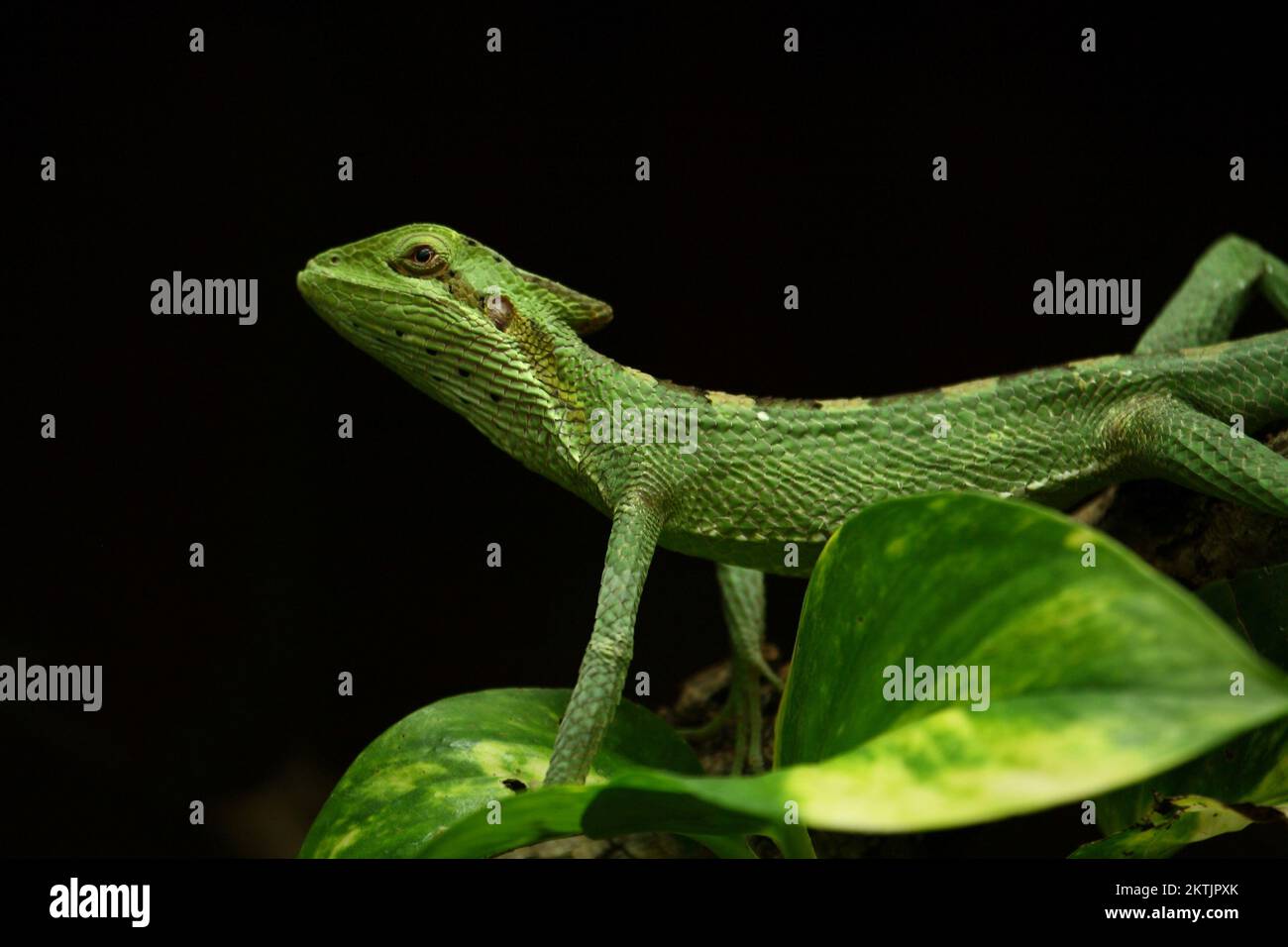 Kronenbasilisk / Eastern casquehead iguana / Laemanctus longipes Stock ...