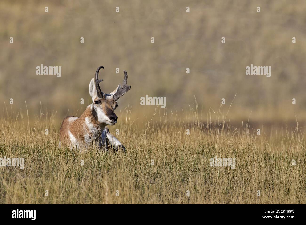 Alert pronghorn antelope tilts head while seated in dry grass along Prairie Drive in Bison Range refuge in western Montana on Flathead Indian Reservat Stock Photo