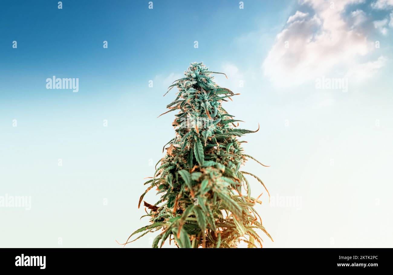 Cannabis plant growing flower stem against blue sky and clouds, medical marijuana cultivation Stock Photo