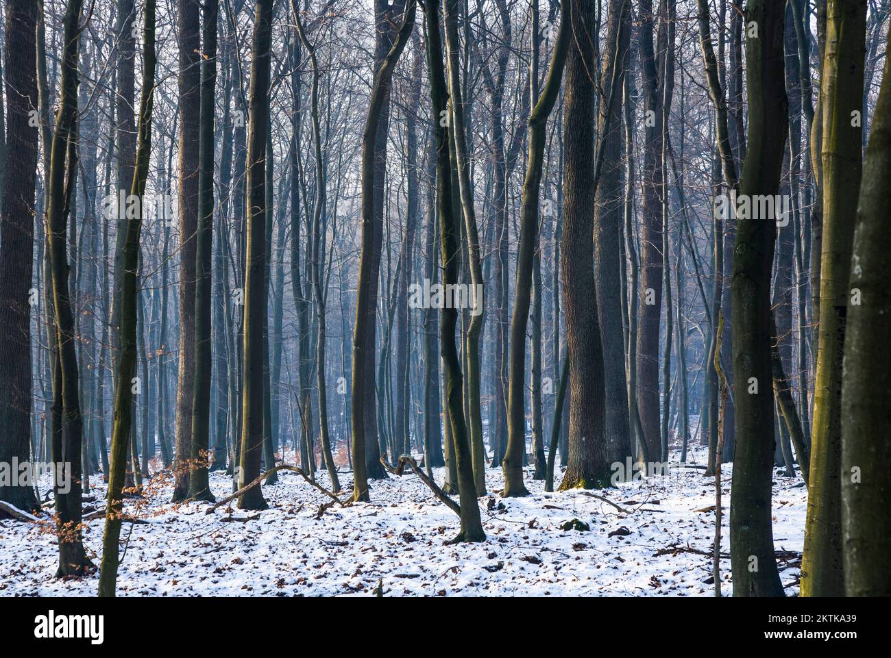 Forest Without Path trees in snowy winter in forest without leaves Stock Photo - Alamy