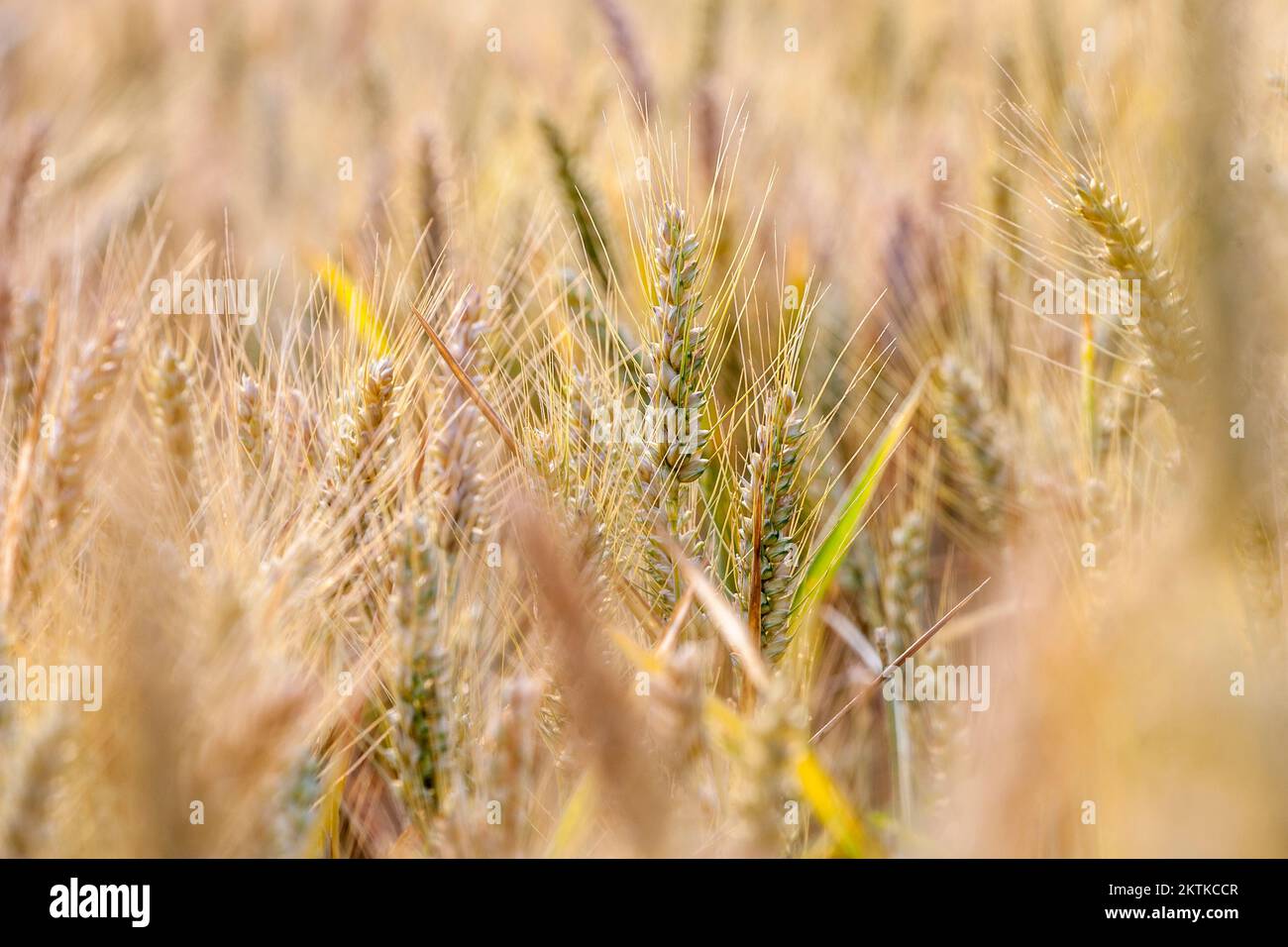 golden corn field in detail as harmonic nature background Stock Photo ...
