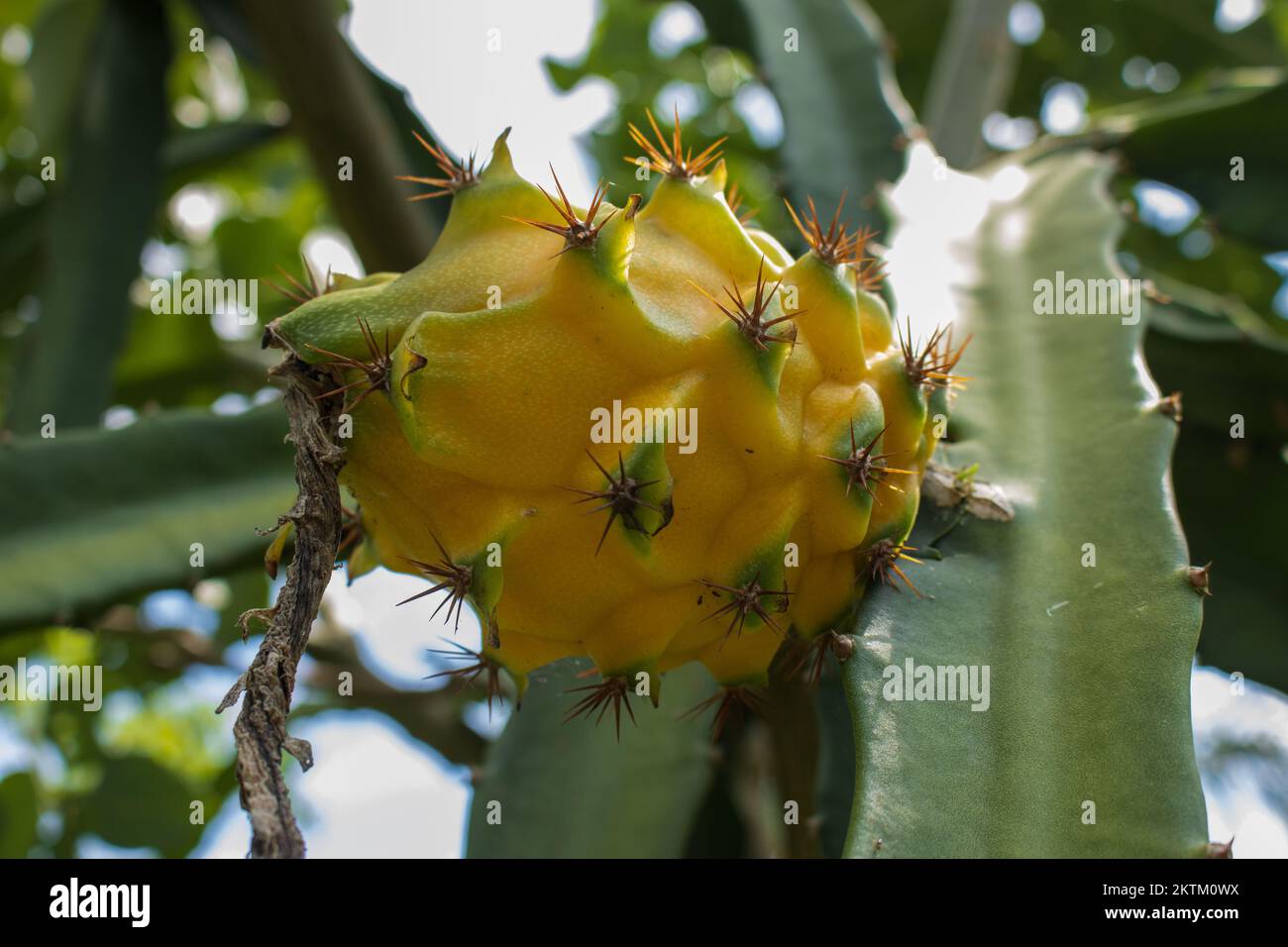 Pitahaya or dragon fruit, is a delicious fruit that can be found all over the world in several varieties, it is very delicious. Stock Photo