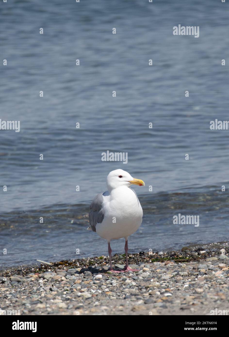 Glaucous-winged Gull on the beach of the Pacific Northwest Stock Photo
