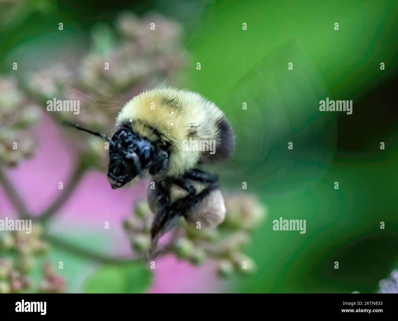 Bumblebee in flight with pollen sacks on his legs flying among a spirea plant on a summer day in Taylors Falls, Minnesota USA. Stock Photo