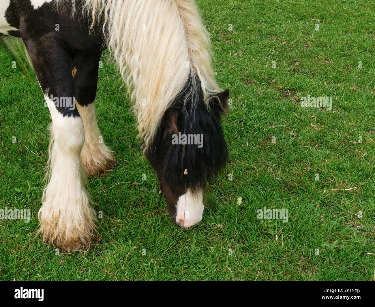 Miniature black and white long haired horse grazing in field closeup