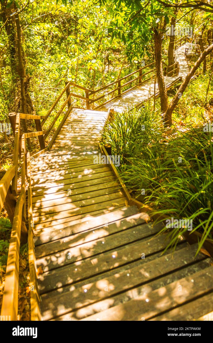 Architectural fine art on a shadowed forest path traversing beautiful green tropical forest