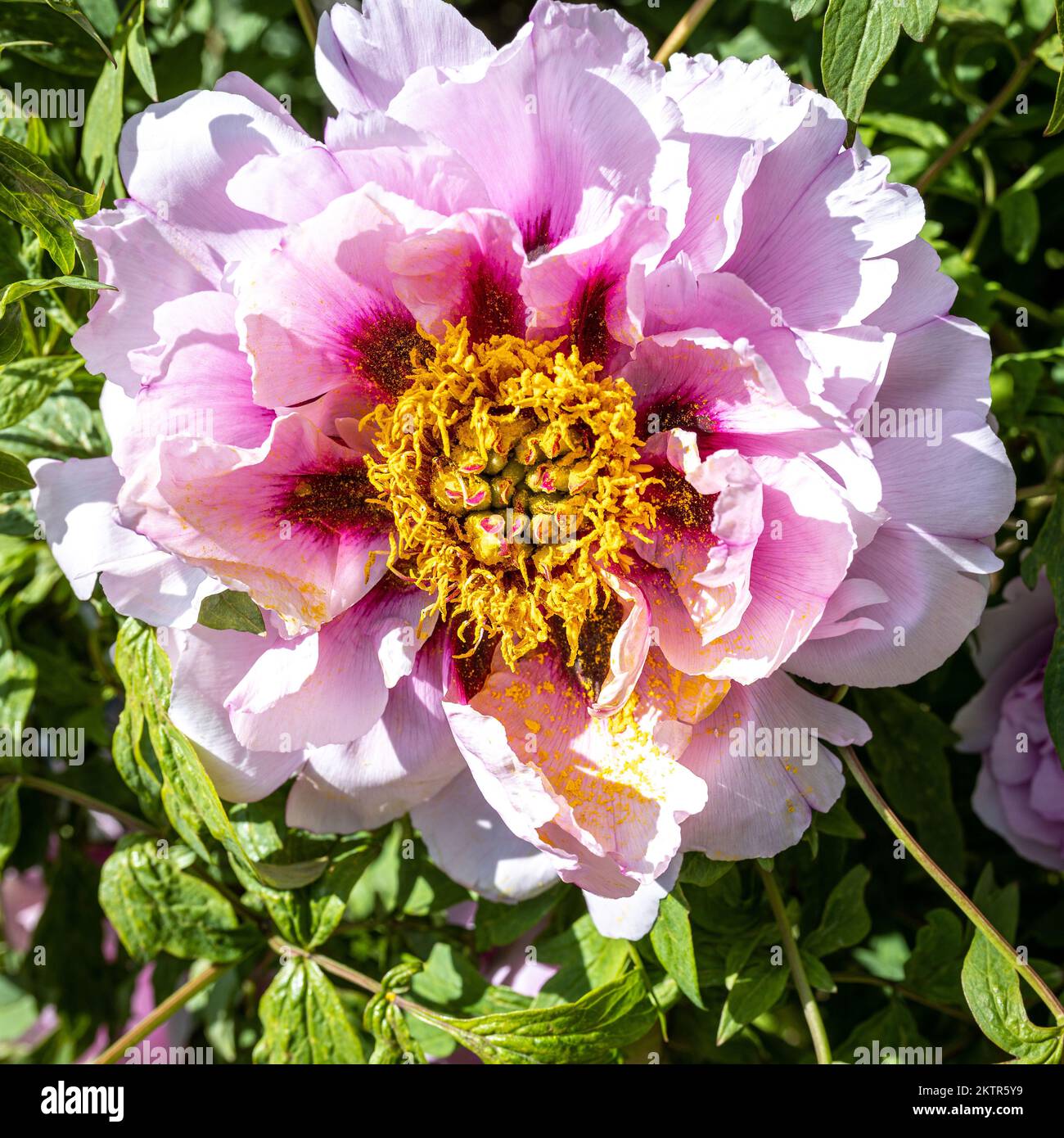 Tree peonies close-up against the background of green bushes. square format Stock Photo