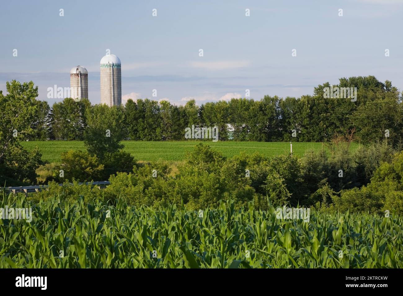 Corn field and farm silos in summer, Baie du Febvre, Quebec, Canada. Stock Photo