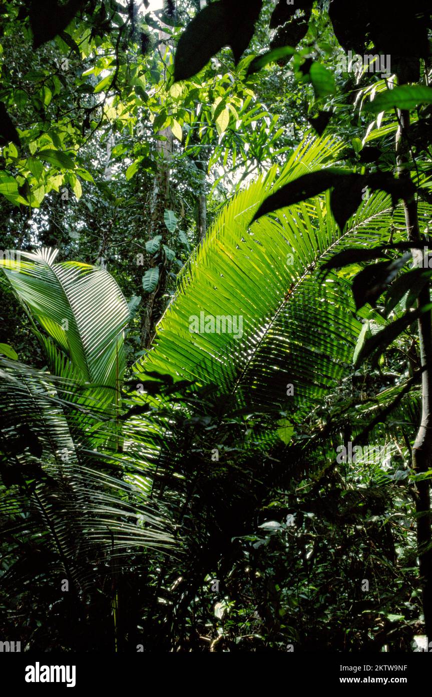 Tropical rainforest biome hi-res stock photography and images - Alamy