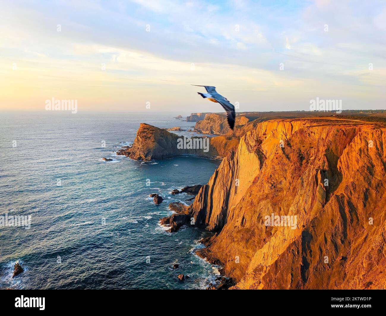 Seagull flyibg over Arrifana coast with rocky cliffs, ocean seascape at sunset, Aljezur, Algarve, Portugal Stock Photo