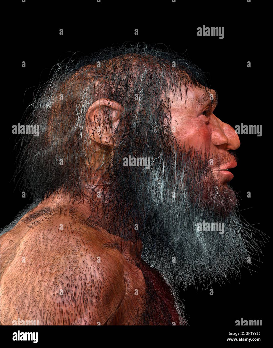 Homo longi male, illustration Stock Photo - Alamy