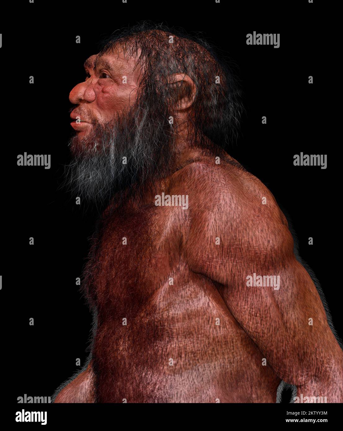 Homo longi male, illustration Stock Photo - Alamy