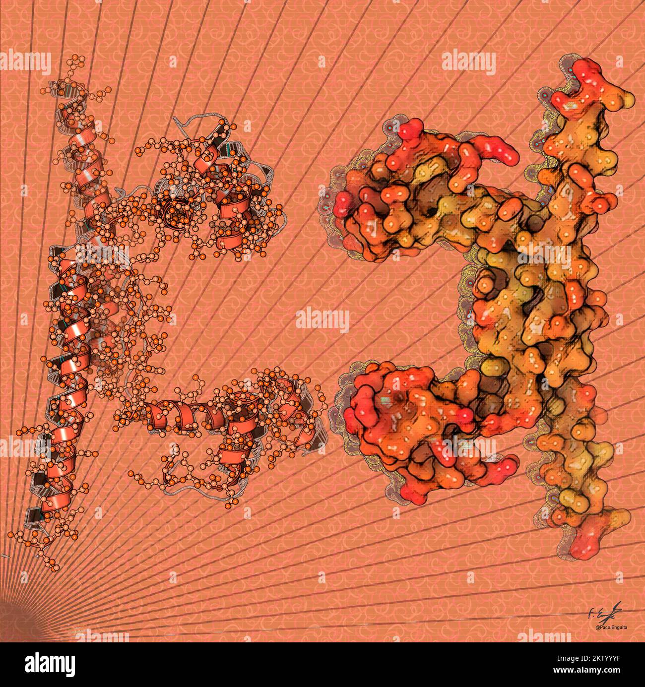 Ardk dna binding protein illustration stock photo alamy