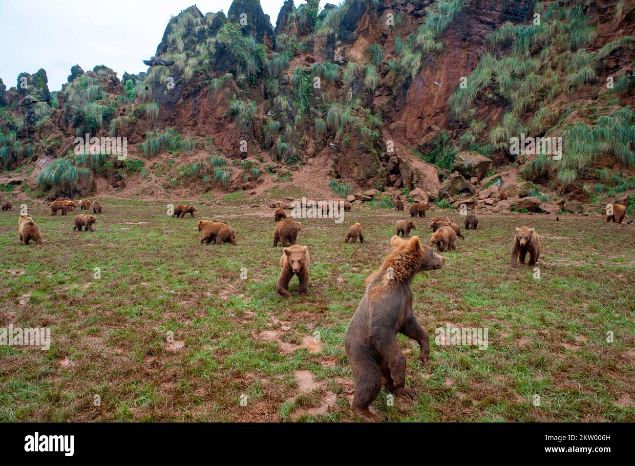 european-brown-bears-stock-photo-alamy