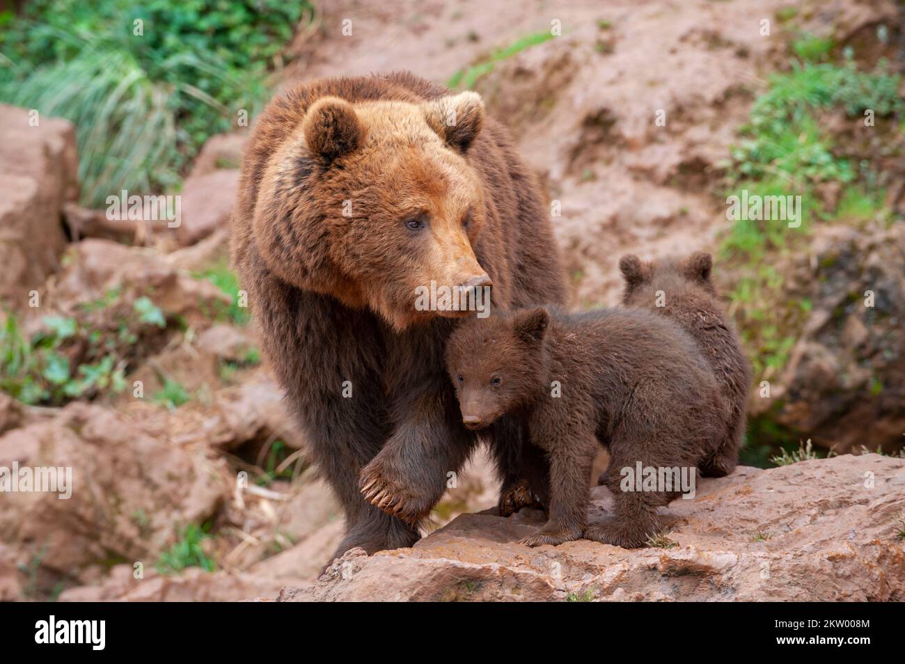 Female European brown bear and cubs Stock Photo - Alamy